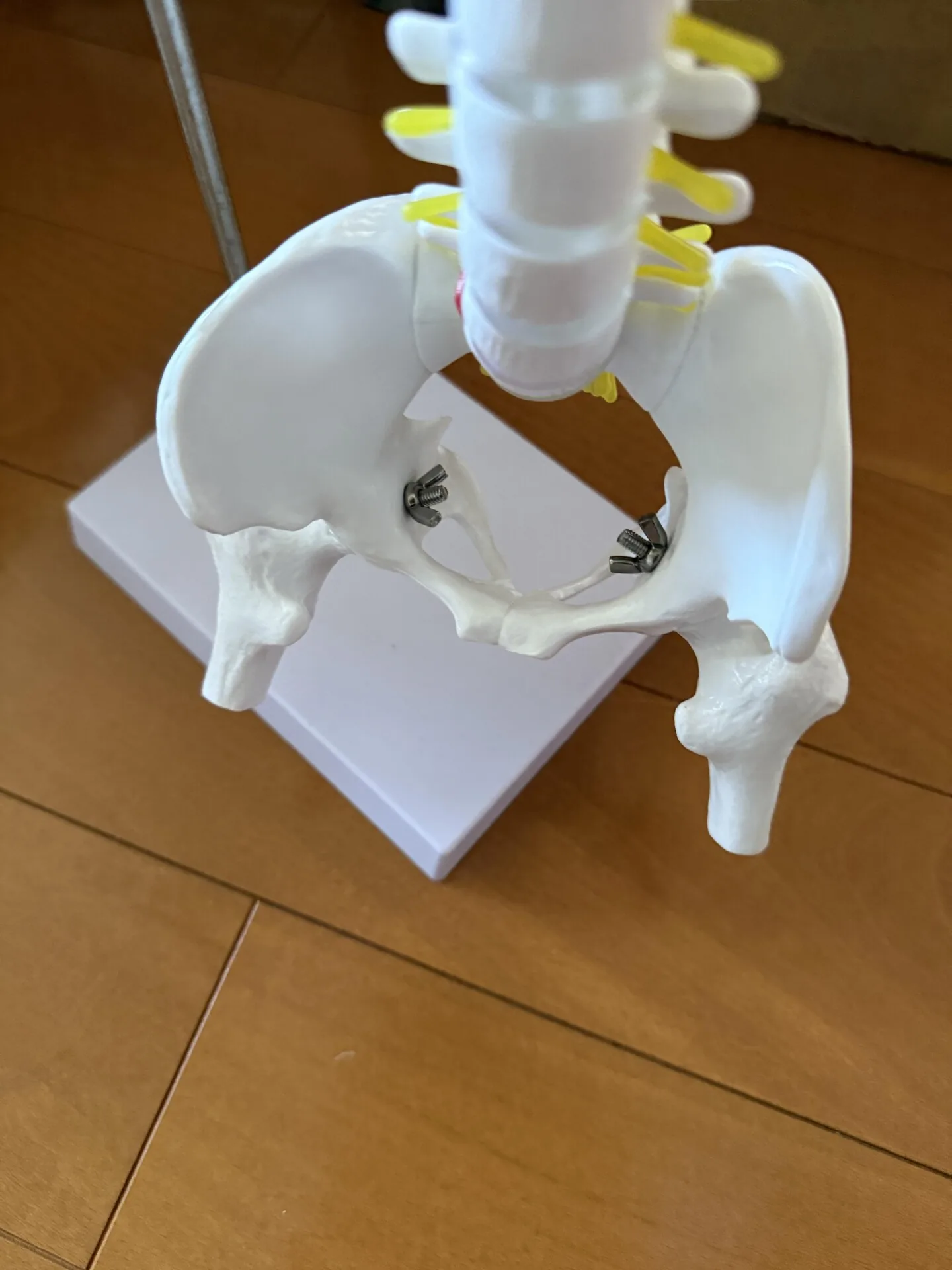 【募集】妊娠から産後まで私らしく整える！骨盤スリ…の画像